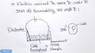 Direct gene transfer method hindi [upl. by Sharos]