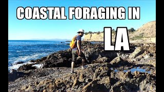 Coastal Foraging in Southern California Differences Between SoCal vs NorCal [upl. by Lebiram]