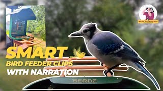 Super Bird Feeding Video Clips with Narration [upl. by Siramed]