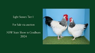 The Poodle and the Hen  Tier 1  Light Sussex Pair  NSW State Show Auction 2024 [upl. by Server]