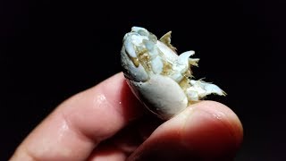 SAND FLEA SECRETS How to Catch Store and Rig this Awesome FREE Surf Fishing Bait [upl. by Nylsirk]