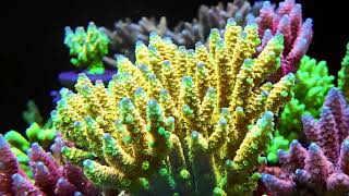 Walt Disany Tenuis Acropora [upl. by Neirda]