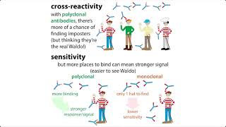 Uses of antibodies in biochemistry – fundamentals amp techniques in too deep edition [upl. by Rinna82]