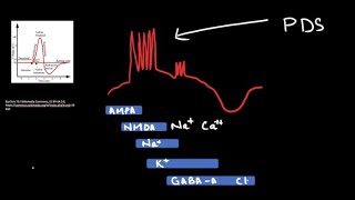 Paroxysmal Depolarization Shift  The Cellular Counterpart of An Epileptic Spike [upl. by Ecirum]