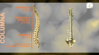 COLUMNA VERTEBRAL REGIONES  ANATOMIA [upl. by Aggappe332]