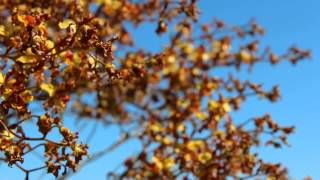 Cigar Orchid Blooming in the Everglades [upl. by Onibag]