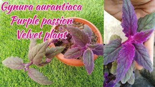 Gynura aurantiaca  Purple passion  Velvet plant Care amp Propagation by Garden gyan [upl. by Meibers667]