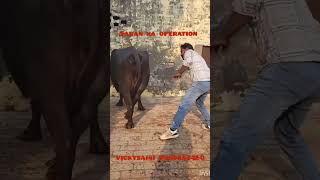 Mpd  Saran ka operation  vickysaini 9988557160cow animal [upl. by Ledif]