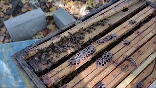 Kontrola wybranych uli Akademia pszczelnictwa w SJS241022 Honeybees in hive How to heat a beehive [upl. by Nivrac]