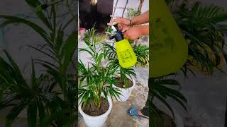 Areca Palm plant 🌱 spray Siddhi Home Garden [upl. by Editha]