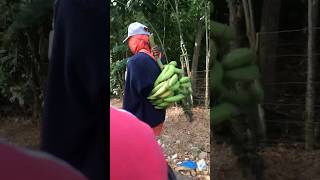 LLEVA SU DESAYUNO ASEGURADO PLÁTANO CRIOLLO BilleteJtflow [upl. by Animsay874]