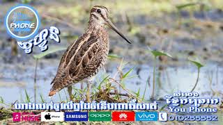 សំលេងខ្វែកត្រោក​​ Gallinago Stenura [upl. by Caralie]