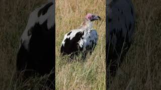 Super Rare Leucistic Lappetfaced Vulture Wildlife  ShortsAfrica [upl. by Ennis587]