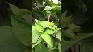 My beautiful gulam ka plantshortgarden video [upl. by Nytnerb]