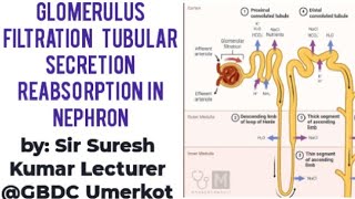 Glomerulus filtration Selective reabsorption Secretion Counter current HindiUrdu By Suresh Kumar [upl. by Renfred]