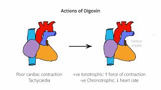 Digoxin  Mechanism of Action [upl. by Enahsal217]