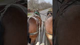 Perfecting harness fit on the top of the horses neck drafthorses [upl. by Cleti]