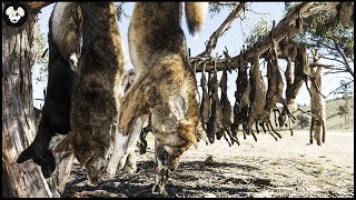 Incredible Millions Of Wolf Wild Boars Attack Farms At Night Are Destroyed By Canadian Farmers [upl. by Sitnalta]