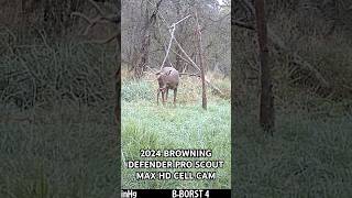 Whitetail Buck Having Fun with Hemp Scent Rope and Cedar Rubbing Post [upl. by Neroc]