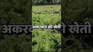 अकरकरा की खेती । Akarkara Farming akarkara agriculture herbal medicinalplants [upl. by Housum]