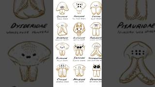 Types of spider  Part 2  Araneidae spider scary shorts [upl. by Yleme716]