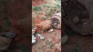 Rural Chicken House viral chicken shortsvideo [upl. by Curtice]