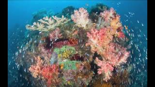 Raja Ampat Indonesia by Secret Sea VisionsJonesShimlock [upl. by Arhsub]