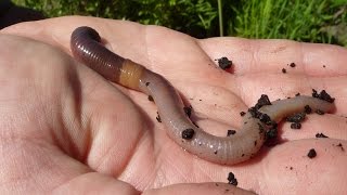 Earthworms Worms for Kids in Soil Documentary Moving Children Facts Videos Phylum Annelida [upl. by Anai974]