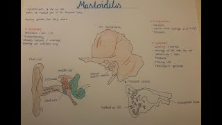 Mastoiditis etiology and pathogenesis Ear and Temporal bone anatomy [upl. by Lerrad]