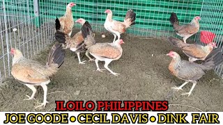 ILOILO ‼️Joe Goode Grey Cecil Davis Kelso Dink Fair Sweater  Beautiful Show Birds JUB FARM [upl. by Monto683]