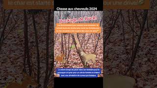 Chasse chevreuil 2024 Cornage de Buck chevreuil chasseur nature bucking dadachasse chasse2024 [upl. by Akcimehs]