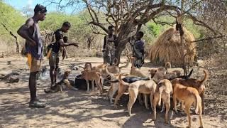 How Tanzanian Bushmen takes care of their 30 Dogs 🐕 [upl. by Gavriella]