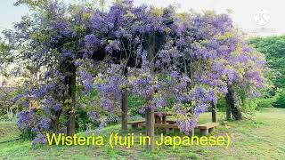 Wisteria fuji in Japanese [upl. by Callas]