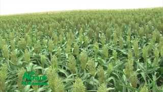 Thats My Farm  Sorghum Planting  April 10 2015 [upl. by Assirol]