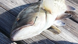 Live Bait Fishing For Amberjacks and Grouper [upl. by Garmaise]