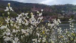 Orange trees grow without protection in Germany  Poncirus trifoliata Trifoliate Orange [upl. by Aidni]