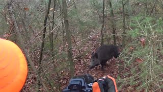 Chasse au gros gibier en battue sanglier cerf chevreuil [upl. by Ydak]