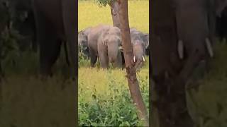 Elephant new video like share comment subscribe kejia please [upl. by Aneleh482]