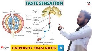 Taste Sensation  Special Sense Physiology  MBBS  BDS  BMLT  DMLT  Nursing lecturers [upl. by Novat]