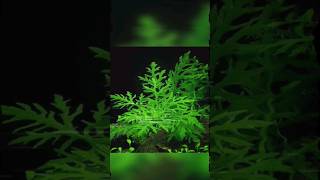 5 Best Plants That Can Grow Easily Without Co2 shorts aquarium plants [upl. by Dlnaod]