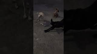 Family of Dog  Puppies  Indian Street Dog streetdog puppies doglovers dog family india [upl. by Handler]