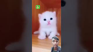 Chhoti Billi  Natkhat Billi  billi ka baccha  white Billi  Billi cartoon shot  trending [upl. by Ringler]