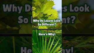 Why Do Leaves Look So Different Heres Why [upl. by Nuawd]