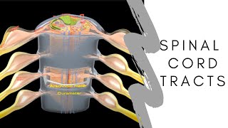 spinal cord tracts  spinal cord cross section neuroanatomy  ascending and descending tracts easy [upl. by Hiltan]