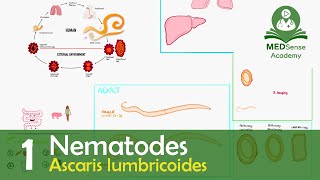 Ascaris lumbricoides [upl. by Dloreh381]