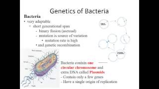 Microbial Genetics [upl. by Annil]