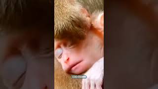 How will the sleep be good if the mother looks at the lice Macaque Baby monkey videoMonkey shorts [upl. by Eniruam]