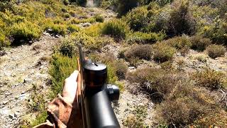 chasse au sanglier en corse 20242025 [upl. by Gal]