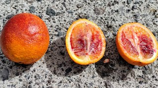 Sanguinelli Citrus x sinensis or why Blood Oranges are better for you [upl. by Nylzaj]