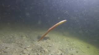 A Lancelet Branchiostoma swims with the fish and crabs at night [upl. by Esyak271]